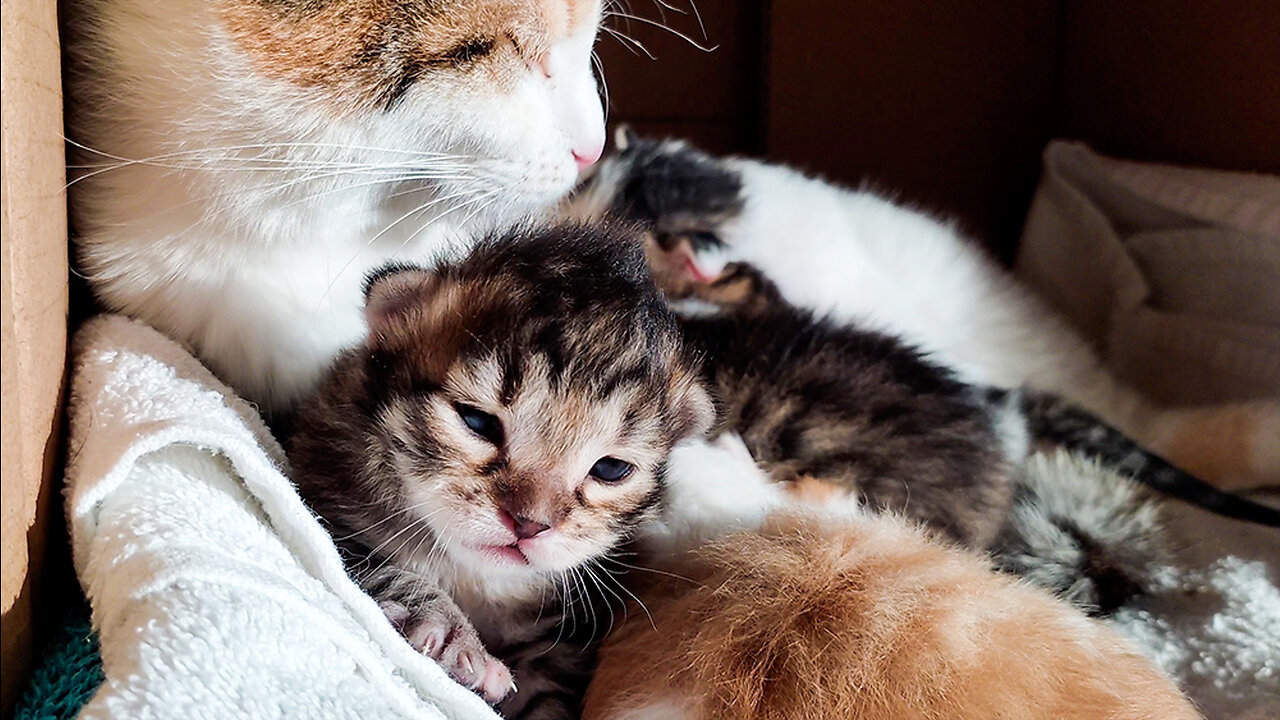 CUTE KITTEN | BABY GIRL IS THE FIRST TO OPEN HER EYES