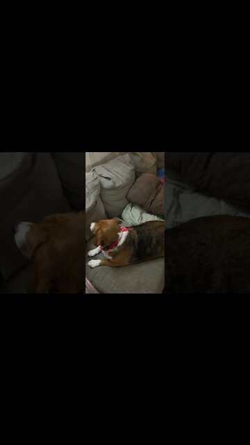 Banchee The Beagle: Who’s In The Kitchen?