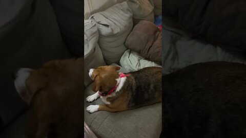 Banchee The Beagle: Who’s In The Kitchen?