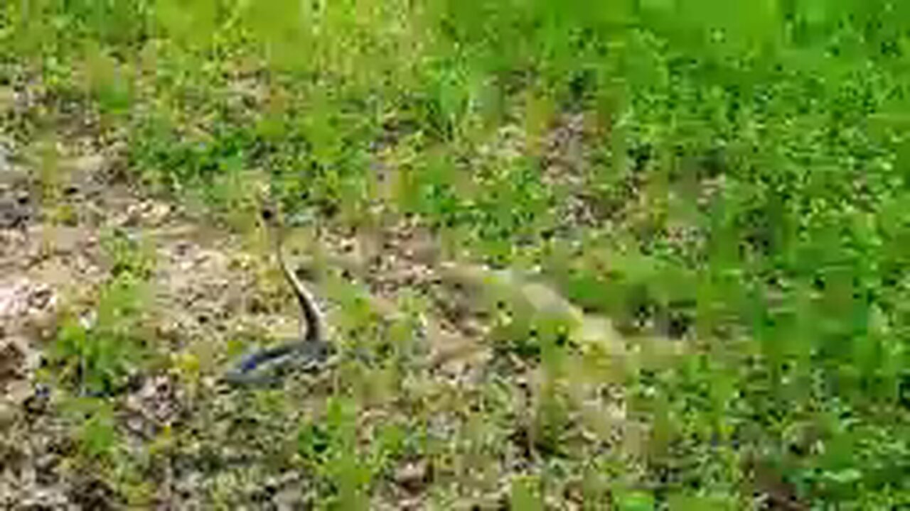 COBRA VS MONITOR LIZARD 😱😱