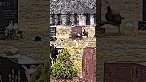 Unveiling The Creepy Bird Ritual