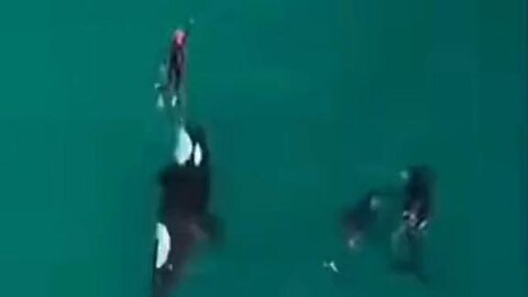 They call them 'Killer Whales' for a reason - just swimming along minding his own business...🦈