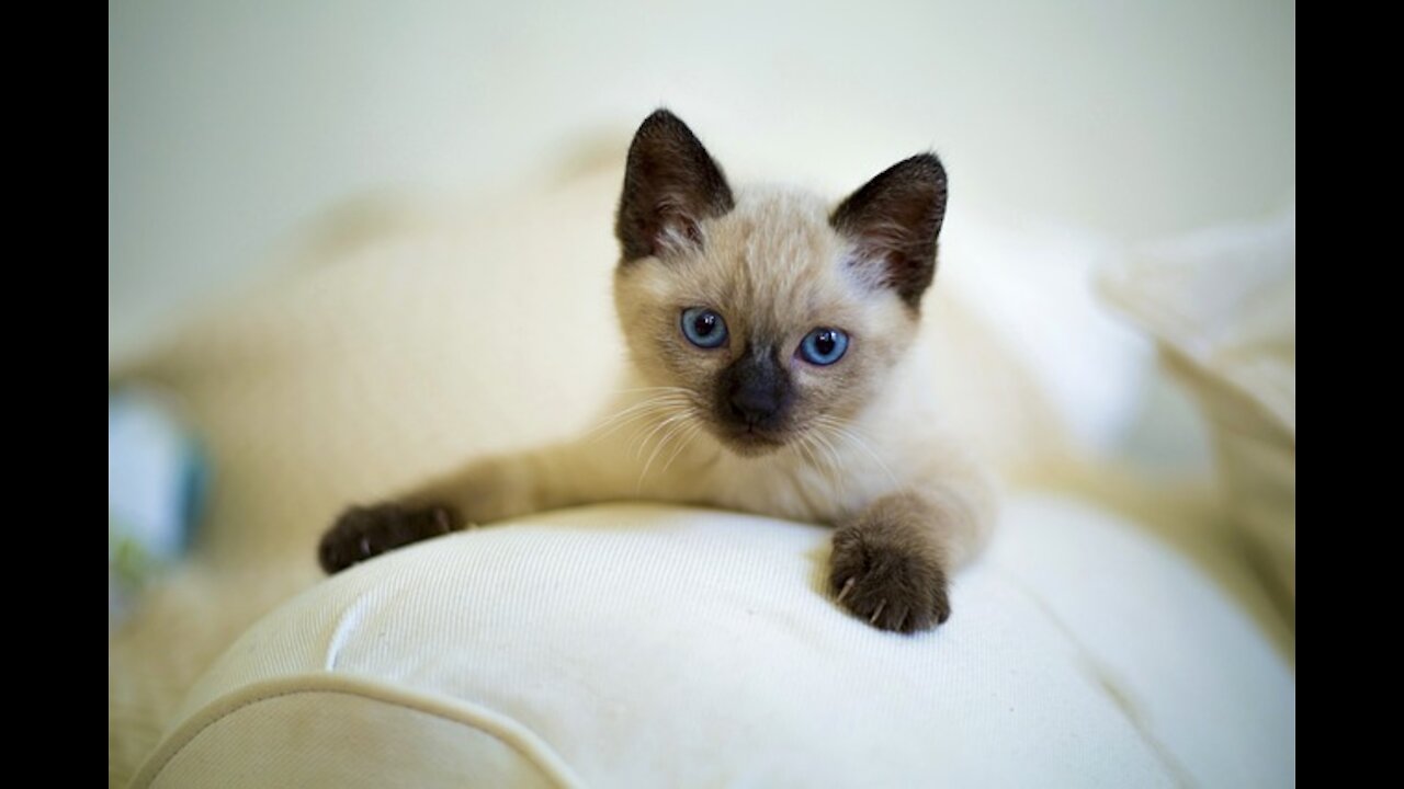 Cute Siamese Kittens Playing