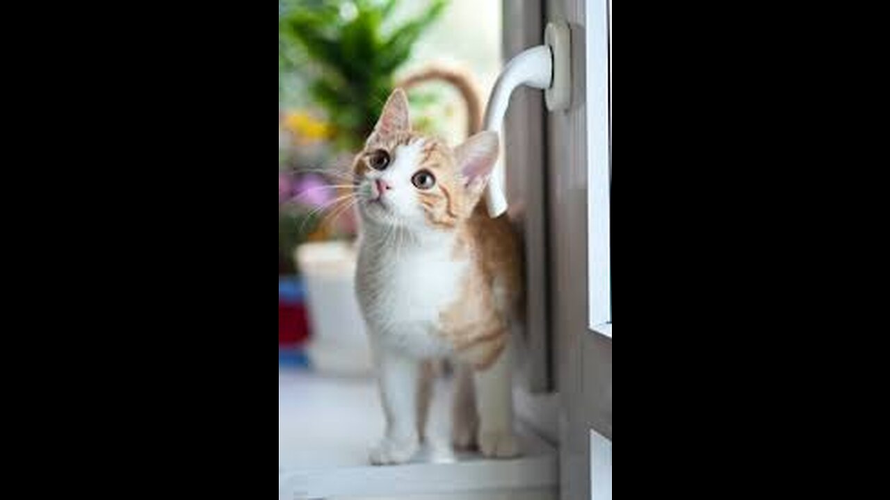 Amazing cute cat talking