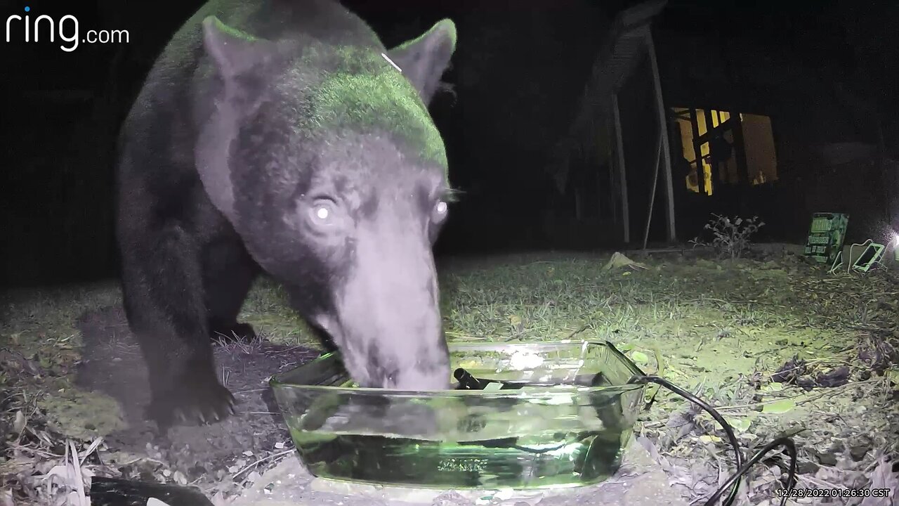 MFD bear mascot sure was THIRSTY