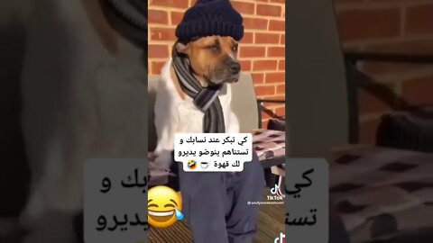 😂funny 😂cut😂DOG