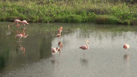 Flamingos in the morning at Isabela, Galapagos Islands, Ecuador