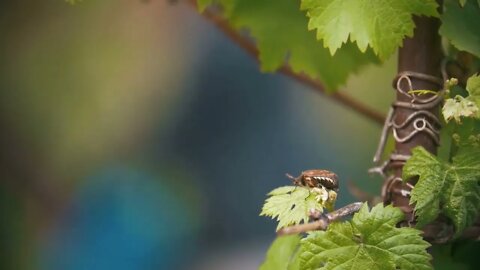 May bug crawling on a leaf, in the background girl watering the garden