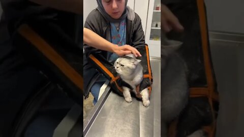 #shorts #2022 funny,prank,funjokes,dad jokes,funny memes,funny video,fun,laughing,funny animal,knock