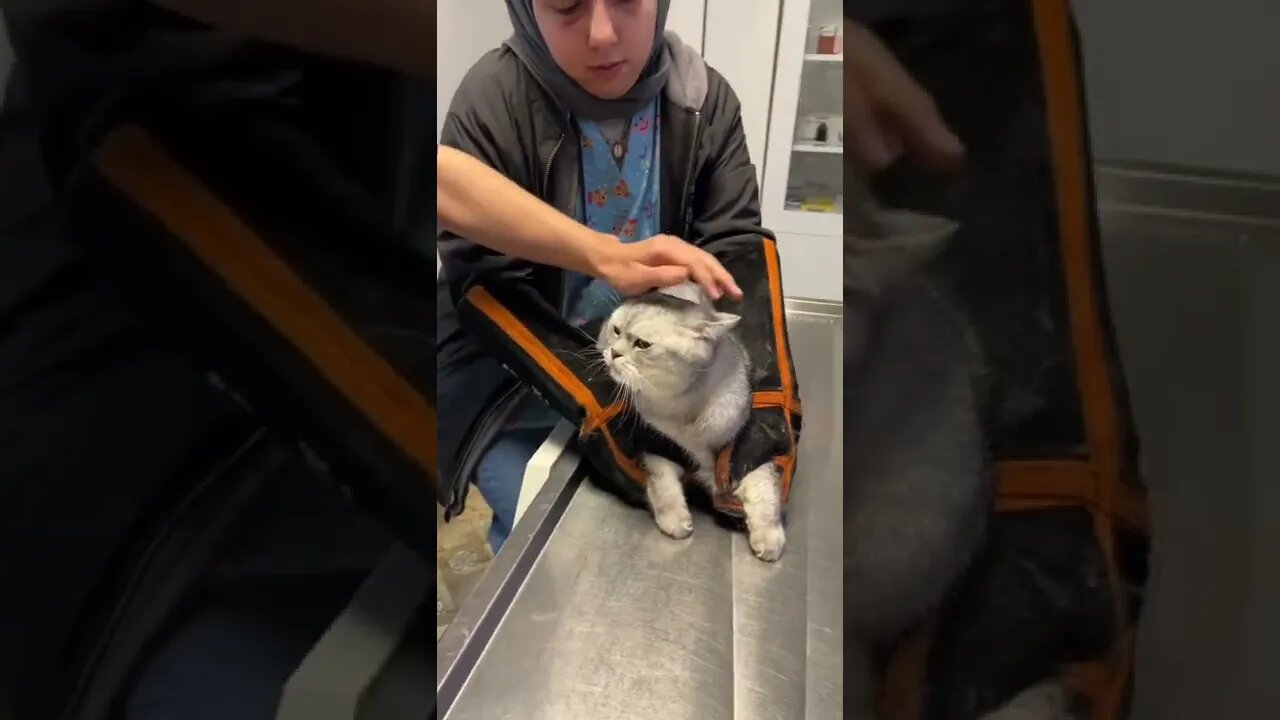 #shorts #2022 funny,prank,funjokes,dad jokes,funny memes,funny video,fun,laughing,funny animal,knock