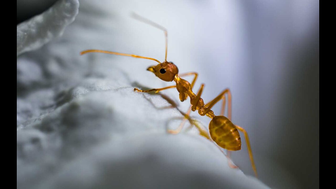 Ants take rest for around 8 Minutes in 12-hour period.