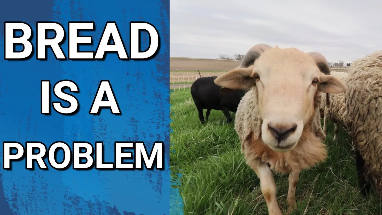 Storm Came Through Last Night | Bread, The Ram Is A Problem We Can't Ignore Anymore