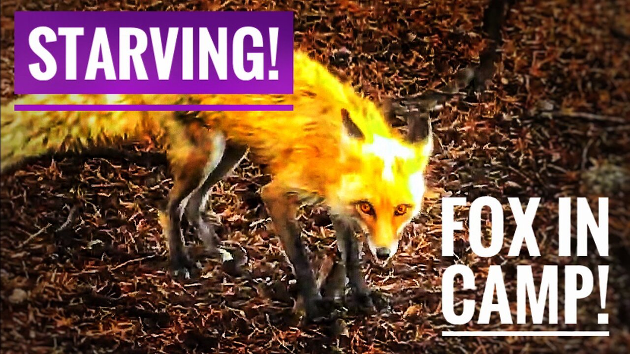 Starving Fox Raids Camp!