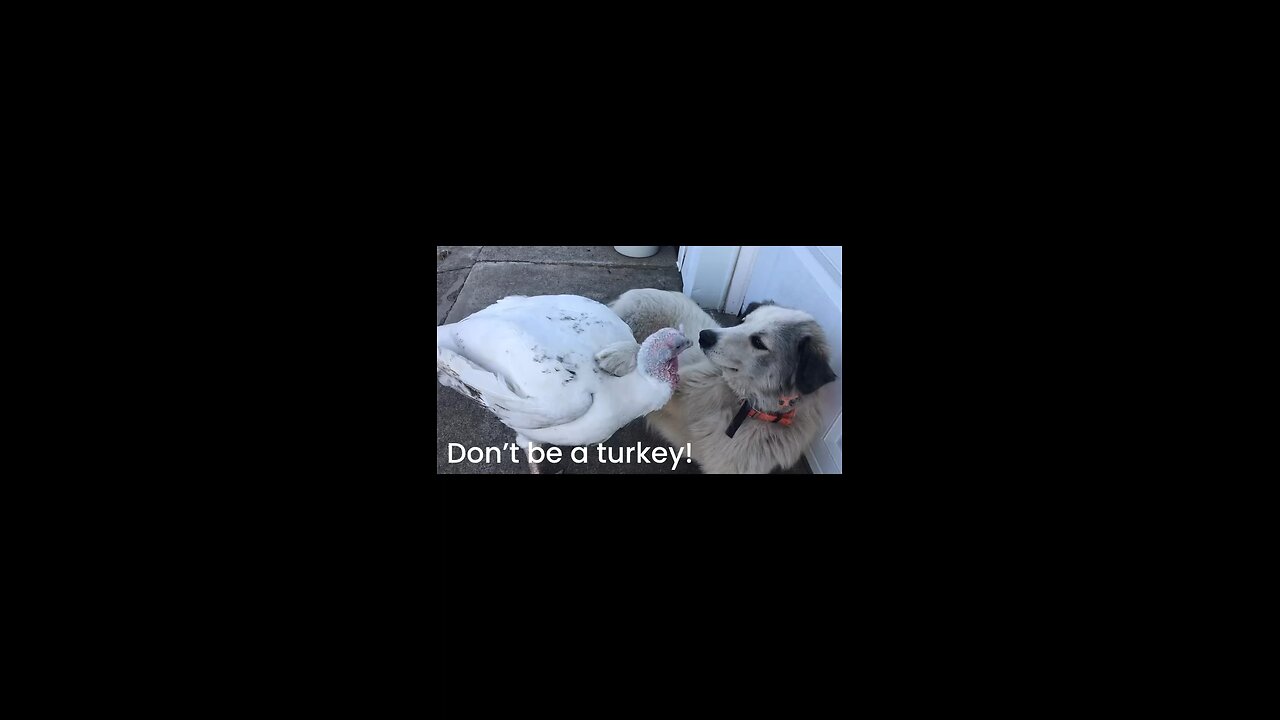 Don’t be a turkey