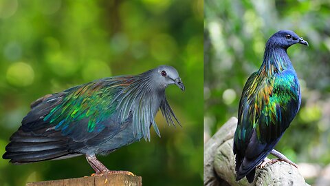 fancy pigeon color