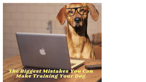 The Biggest Mistakes You Can Make Training Your Dog