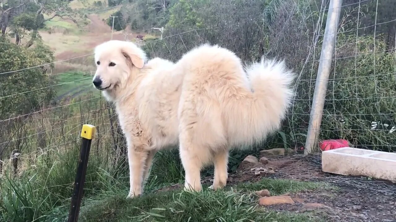 Stella the rescue maremma