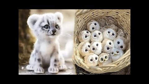 Cute baby animals Videos Compilation cute moment of the animals