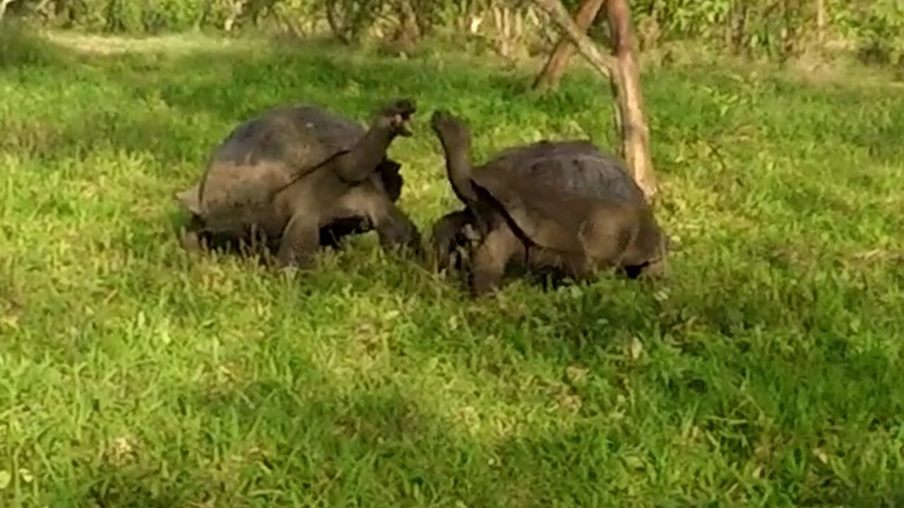 Ancient Galapagos tortoises clash in a turf war over grazing rights