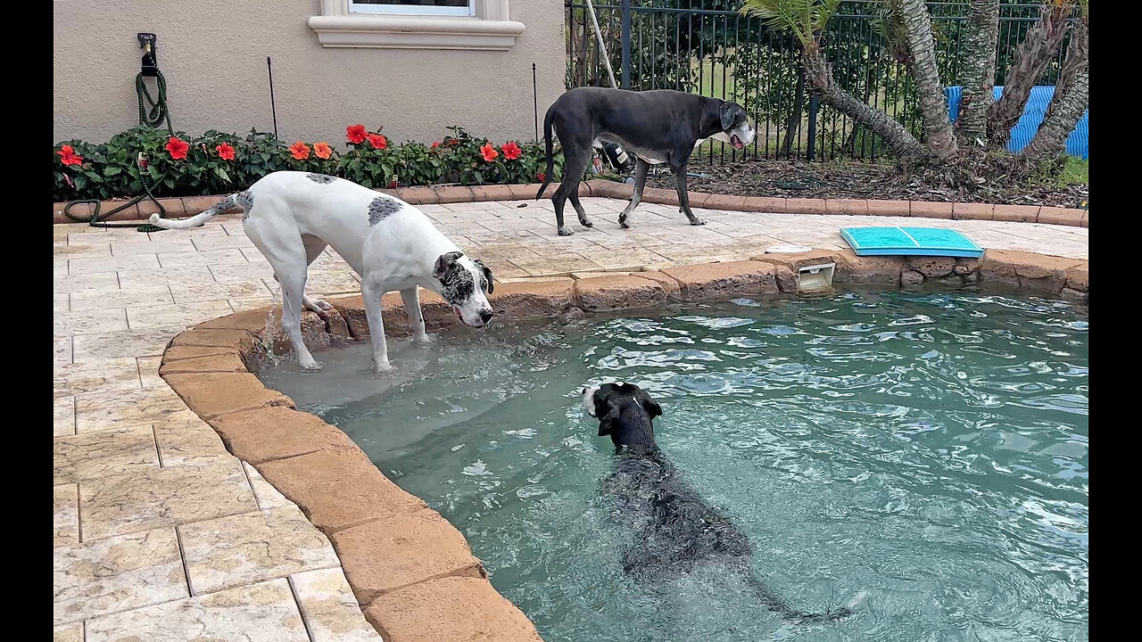 Great Dane Tries To Convince Friends To Join Her In The Pool