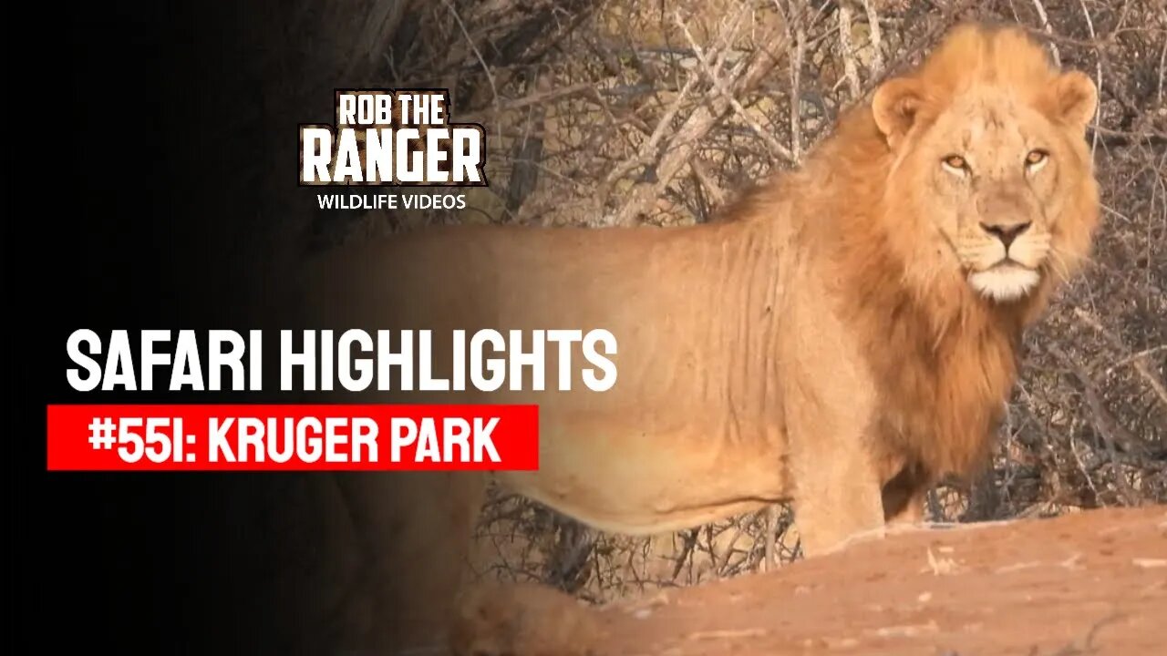 Safari Highlights #551: 19 & 20 August 2020 | Kruger National Park | Latest Wildlife Sightings