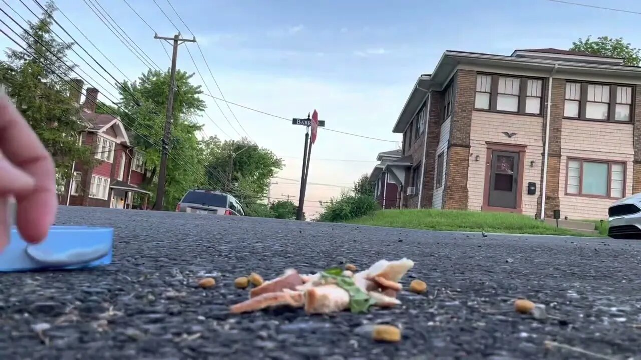 Crow Close-Up: Kibble or Sandwich