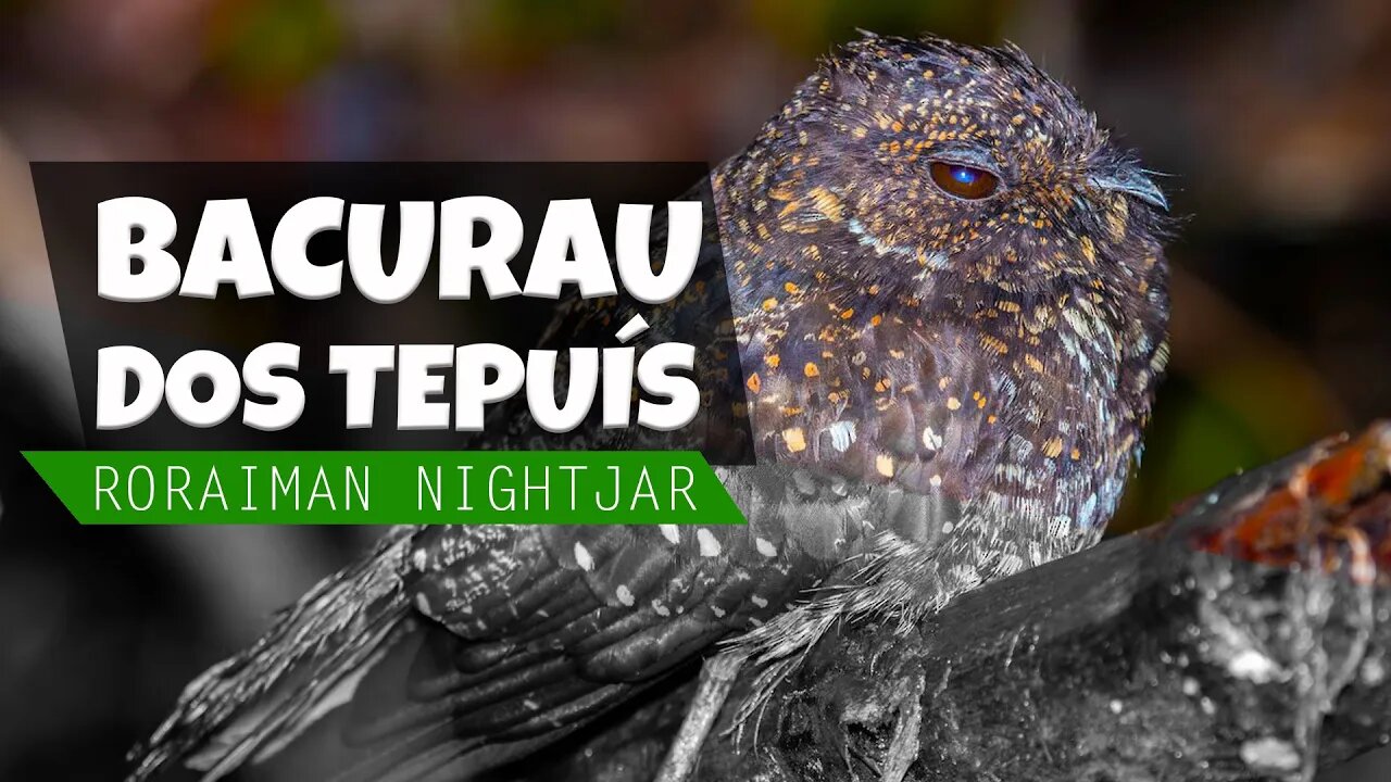 BACURAU DOS TEPUÍS - Canto do Bacurau (Roraiman Nightjar)