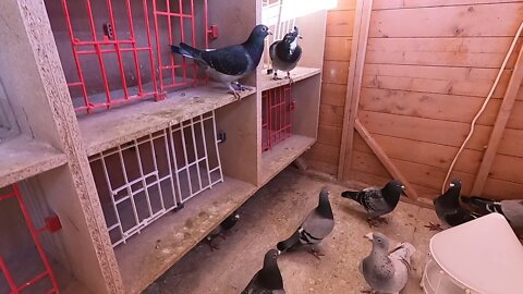 Pairing up the pigeons for the breeding 2022 using go pro 8.