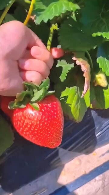 strawberry in town | best and delicious strawberry in china | mouth watering fruit | vibrant fruit