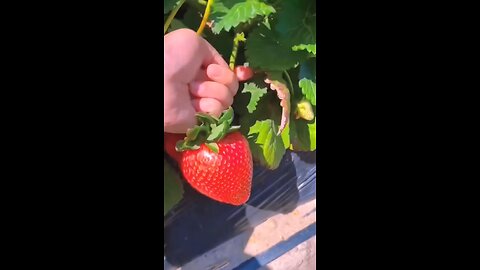 strawberry in town | best and delicious strawberry in china | mouth watering fruit | vibrant fruit