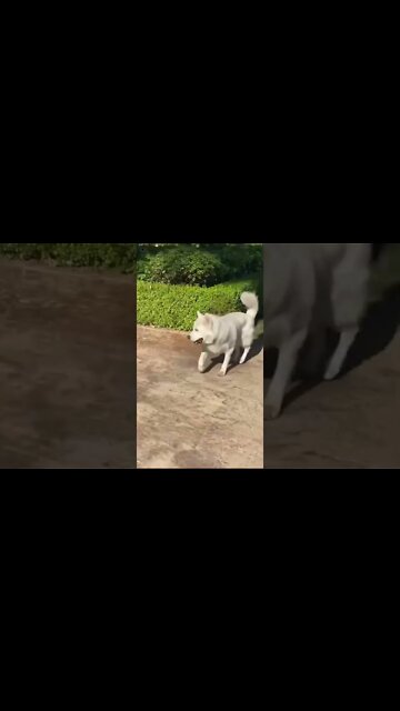 dancing dog | #funnyvideo