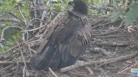 Hays Eagles H12 & Mom in with food H11 loses spar with H11 62020