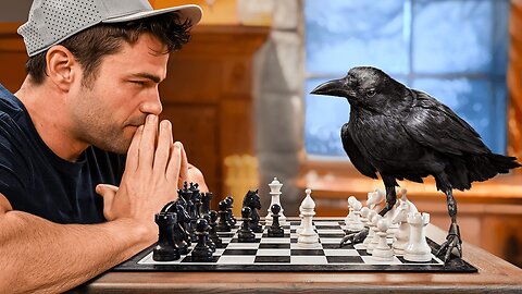 Can A Crow Solve 9 Impossible Puzzles?