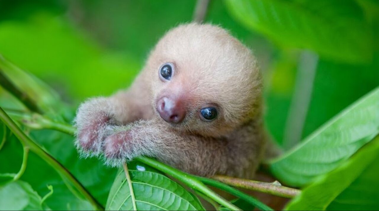 Baby Sloths Being Sloths - FUNNIEST Compilation