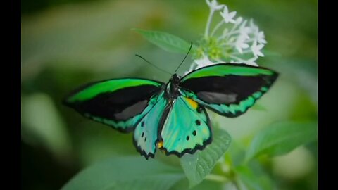 Beautiful relaxing music with butterflys