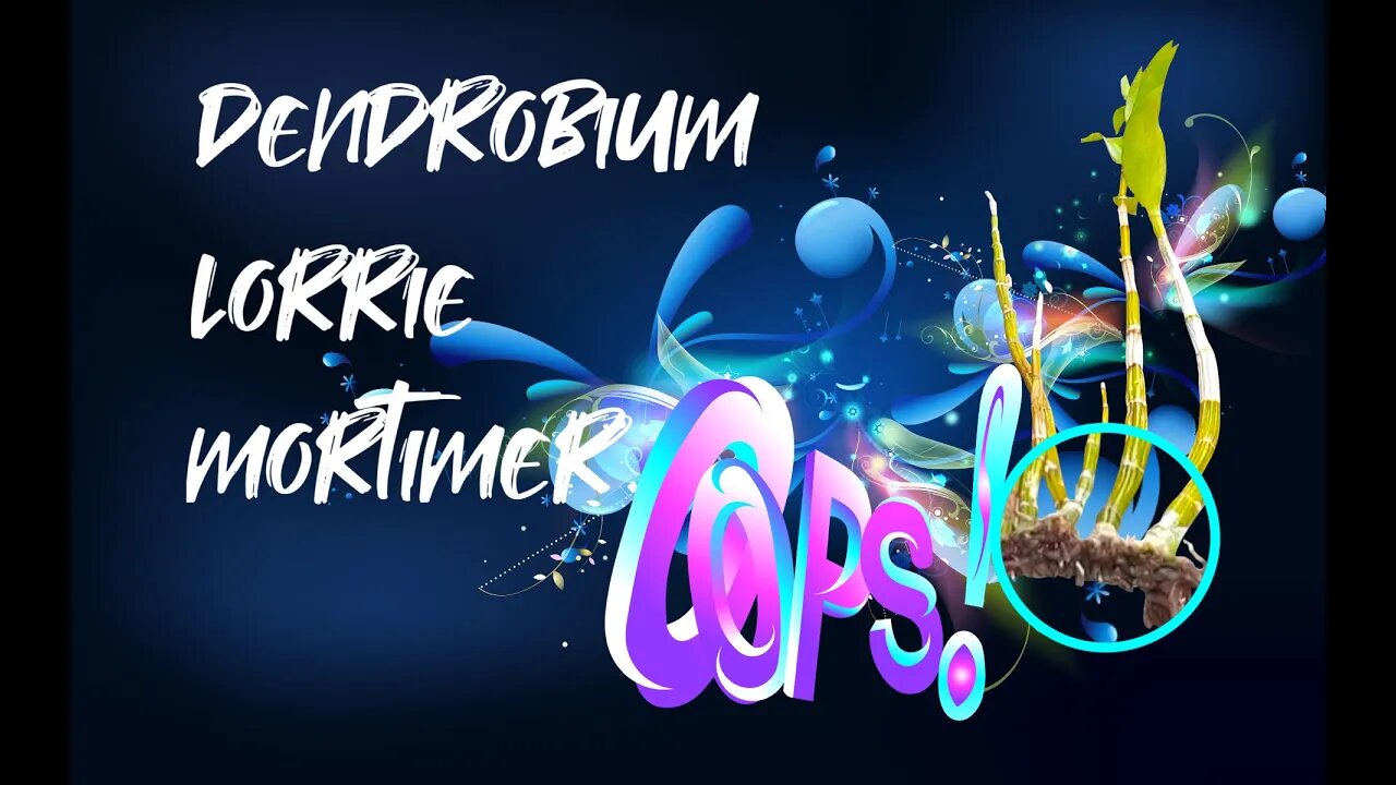 Uhm.... Lemme explain! 😬 | Dendrobium Lorrie Mortimer on the brink 🤦🏼♀️