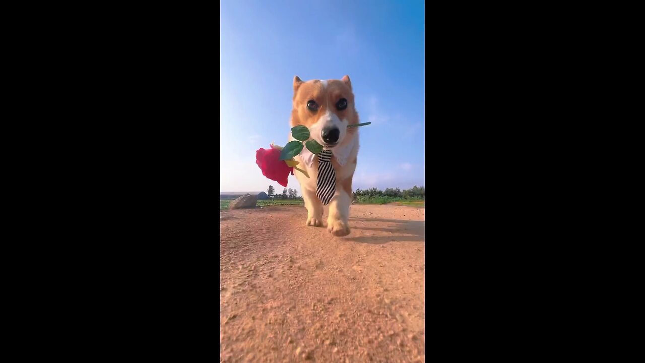 优雅