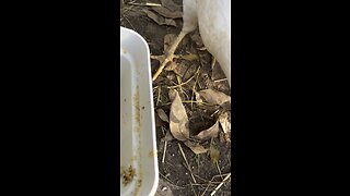 Chickens feeding time