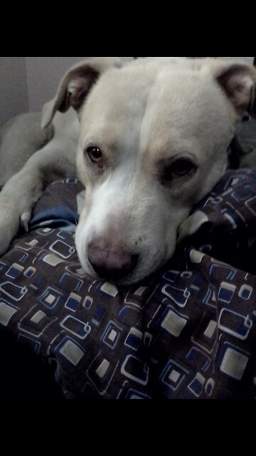 @puebLosrivera #muchobueno #LIVE