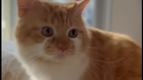 The Sound of a Cat Calling a Friend