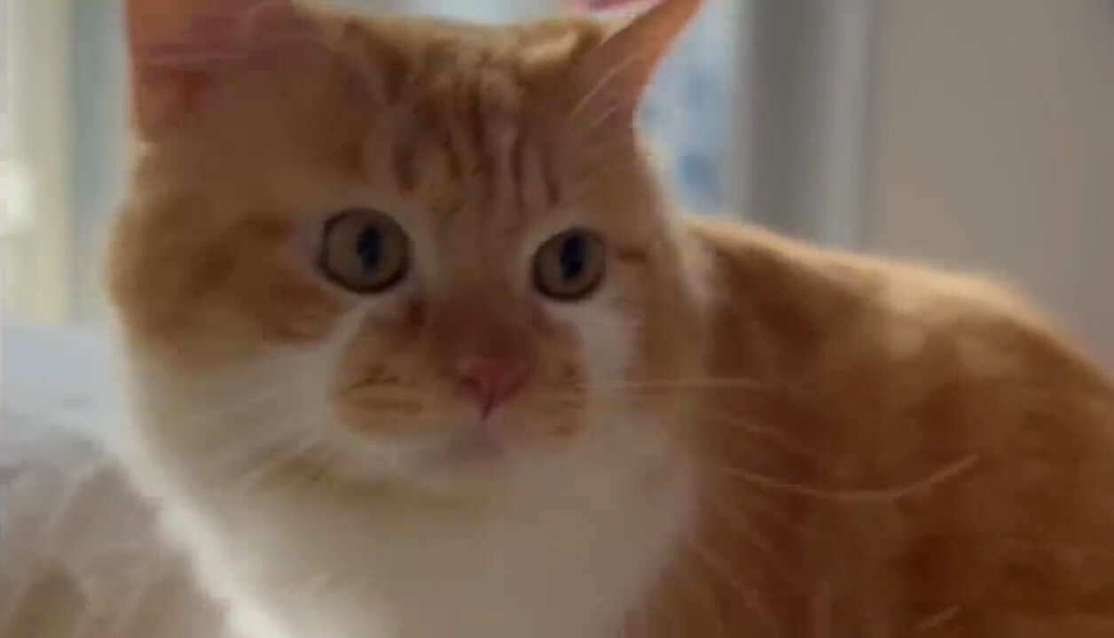 The Sound of a Cat Calling a Friend