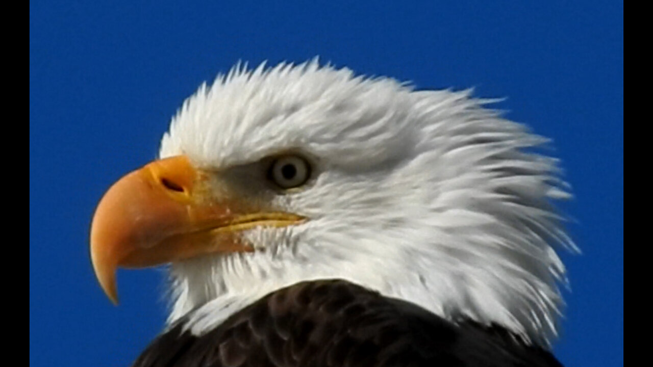 Bald Eagle