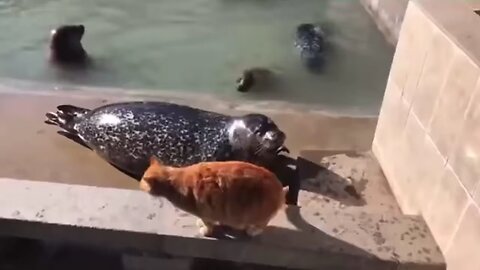 Funny Animals Compilation - Part1