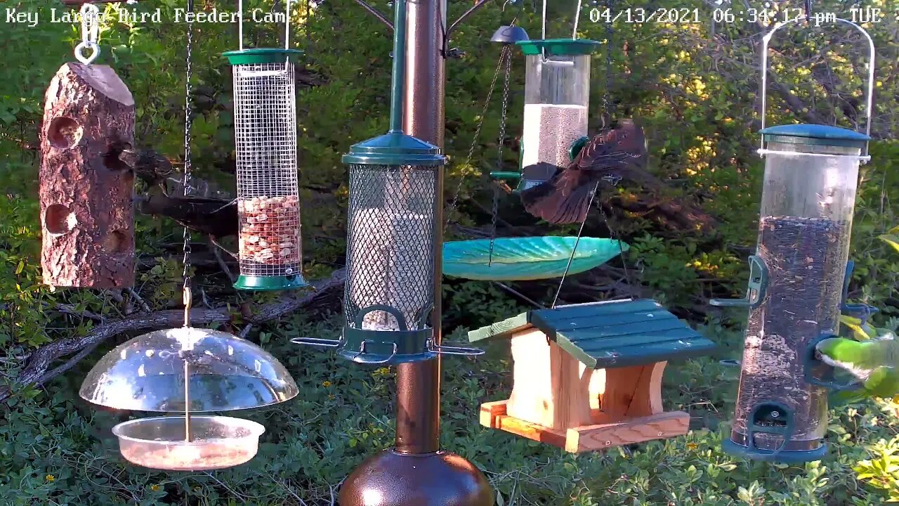 Quaker parrot visits feeder.