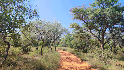 256 Hectares Game farm between Ellisras and Thabazimbi