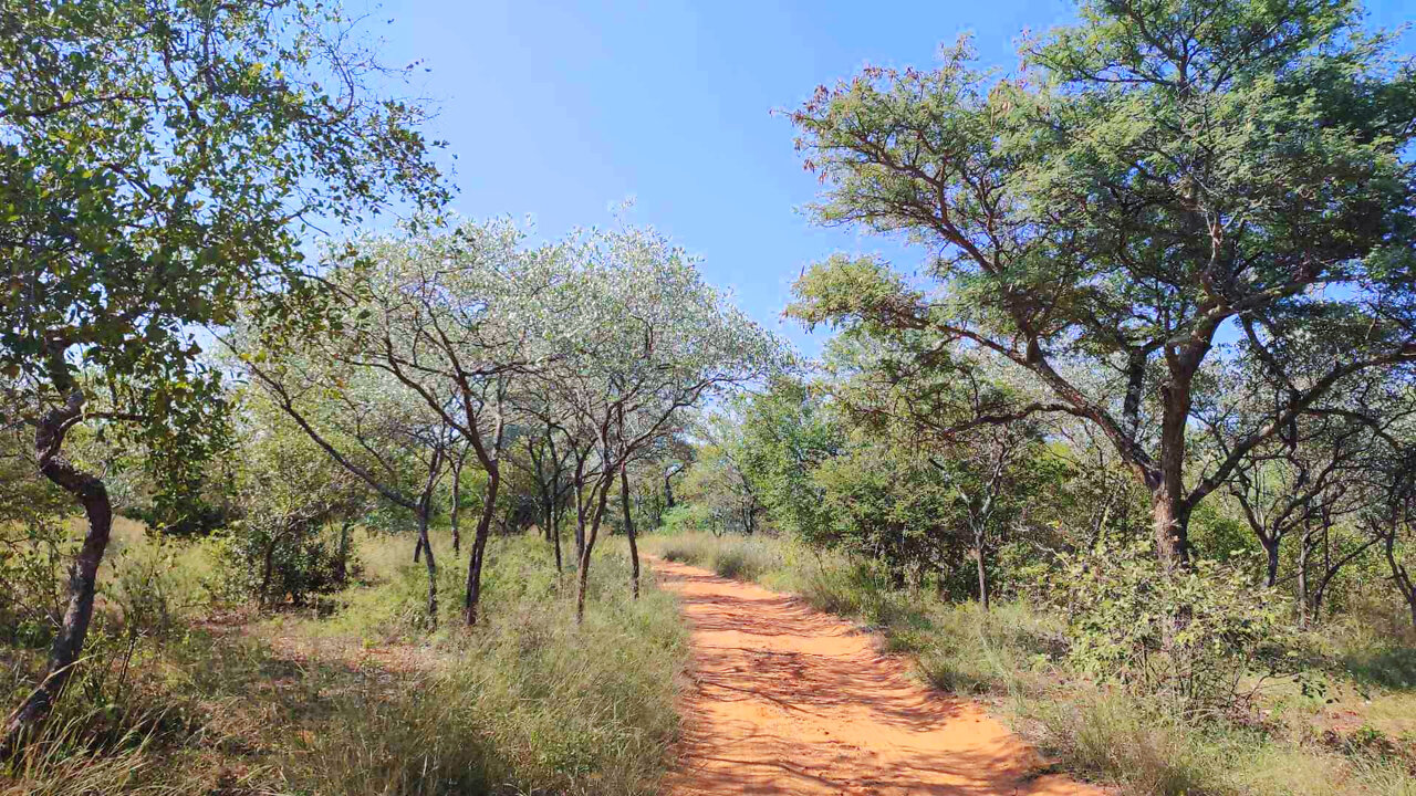 256 Hectares Game farm between Ellisras and Thabazimbi