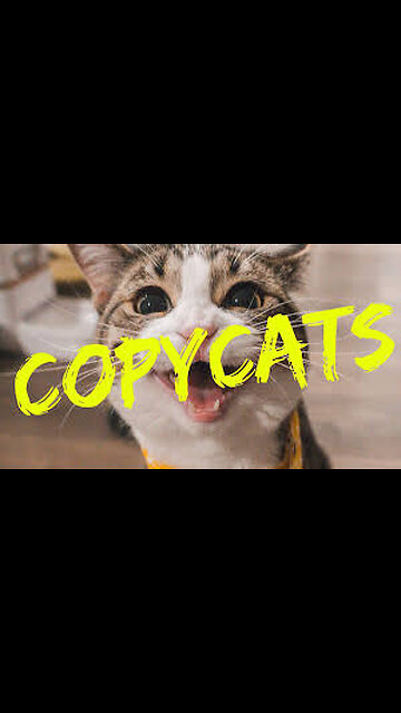 COPYCAT-TRY NOT TO LAUGH🤣🤣🤣🤣😅😅