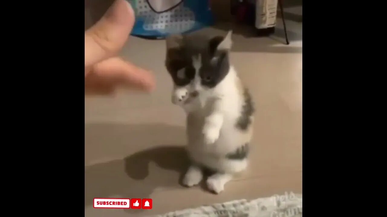 cute cat videos 😹 funny videos 😂1619