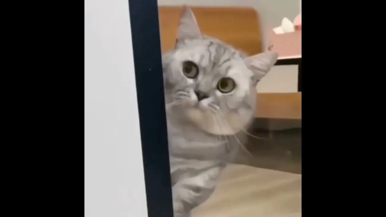 #SHORTS - VER VÍDEOS NO CANAL LÉO SÓCRATES