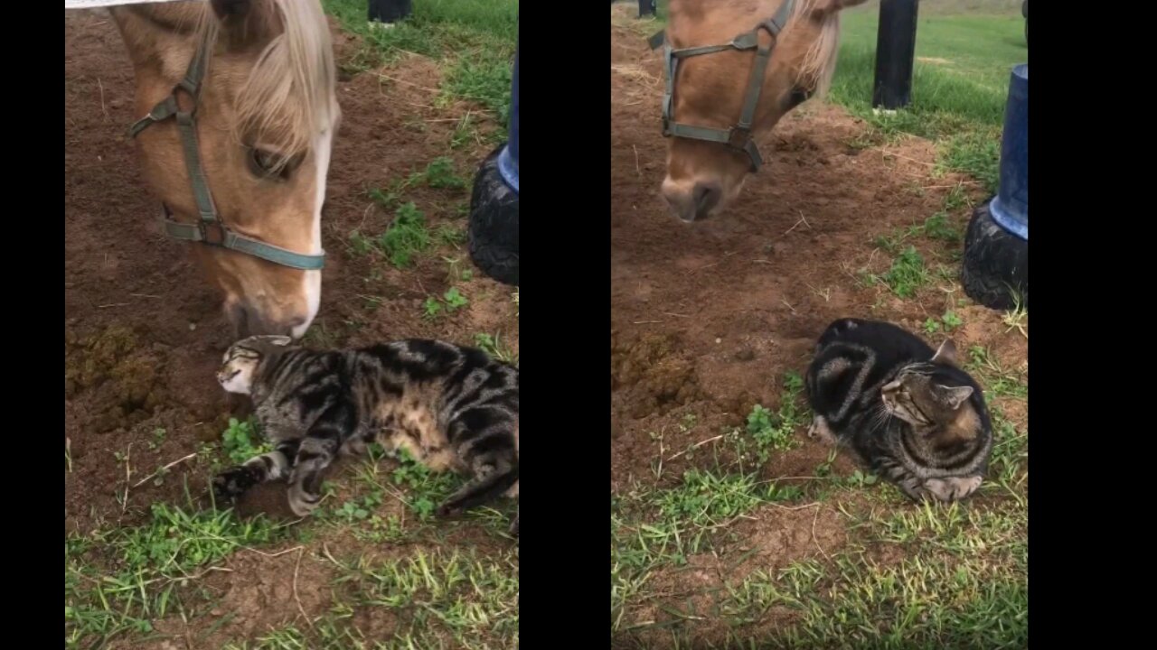 Unbreakable Bond: Kitty and Horse Share Heartwarming Friendship